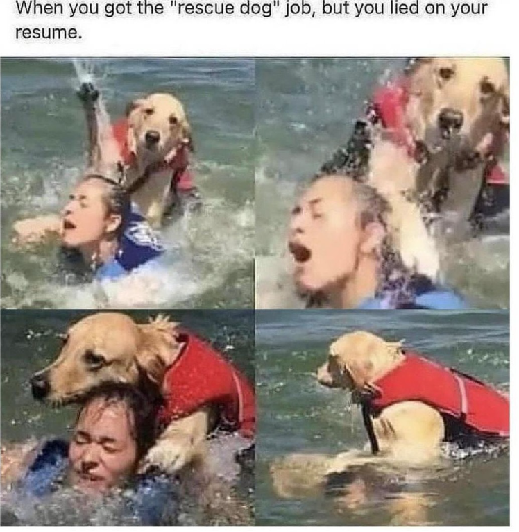 When you got the "rescue dog" job, but you lied on your resume.