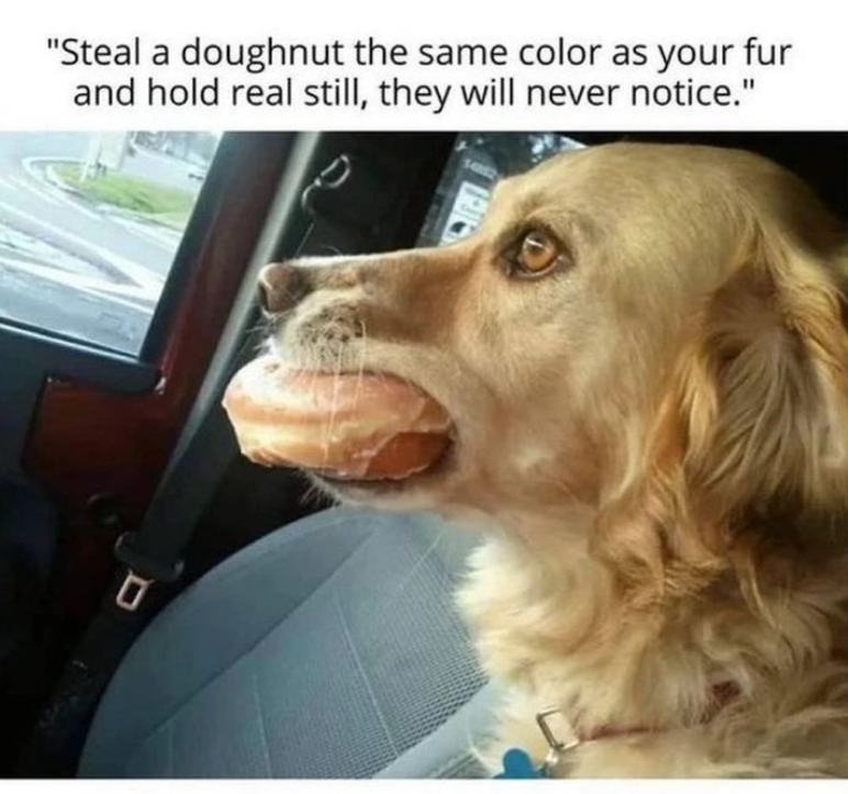 "Steal a doughnut the same color as your fur and hold real still, they will never notice." 0