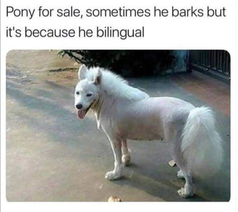 Pony for sale, sometimes he barks but it's because he bilingual