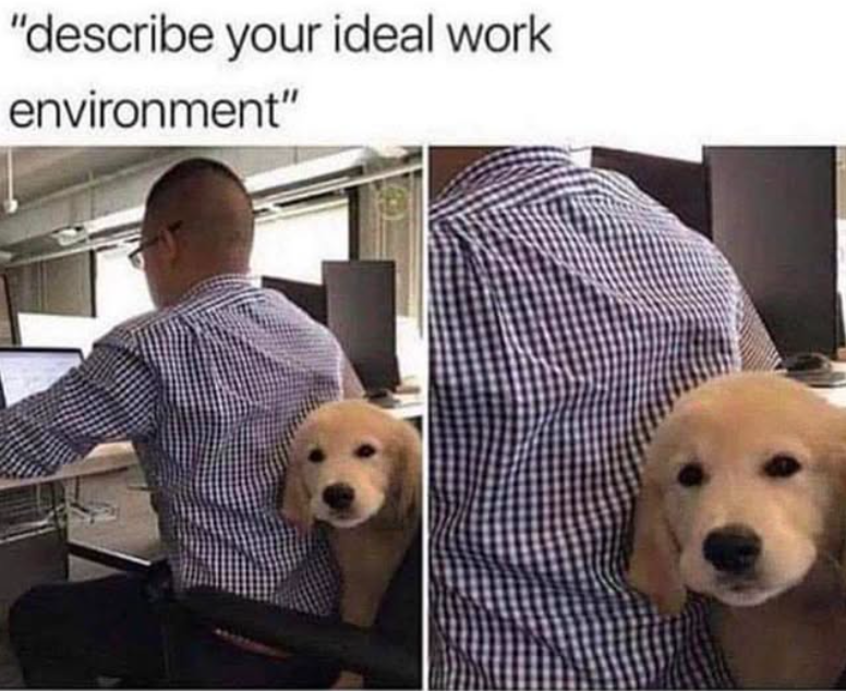 "describe your ideal work environment"