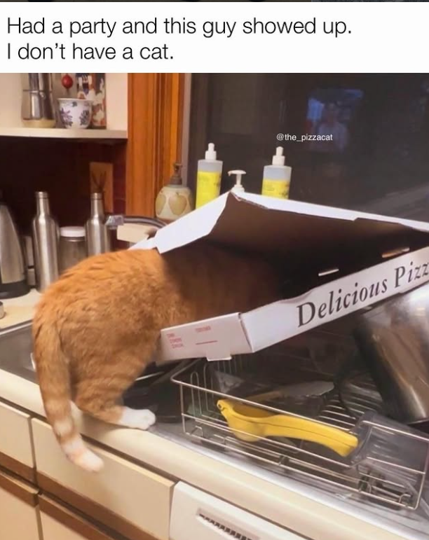 Had a party and this guy showed up. I don't have a cat. S @the_pizzacat Delicious Pizz