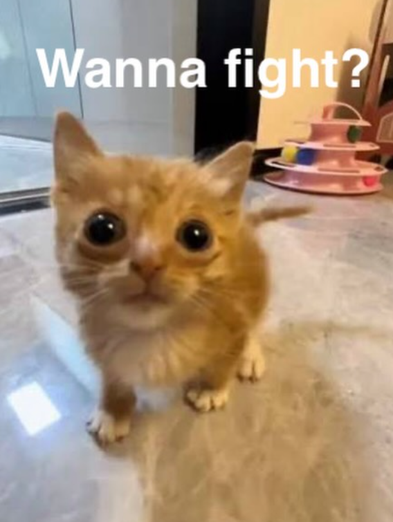 Wanna fight?