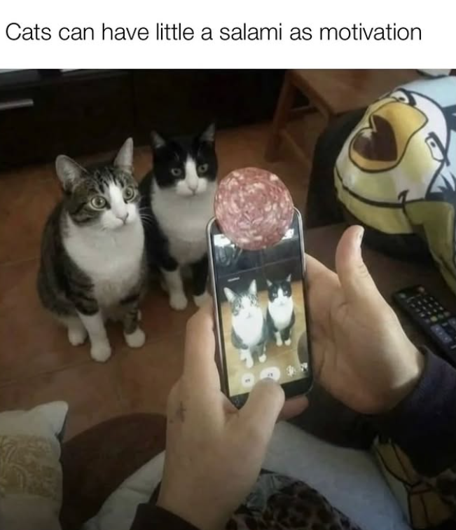 Cats can have little a salami as motivation