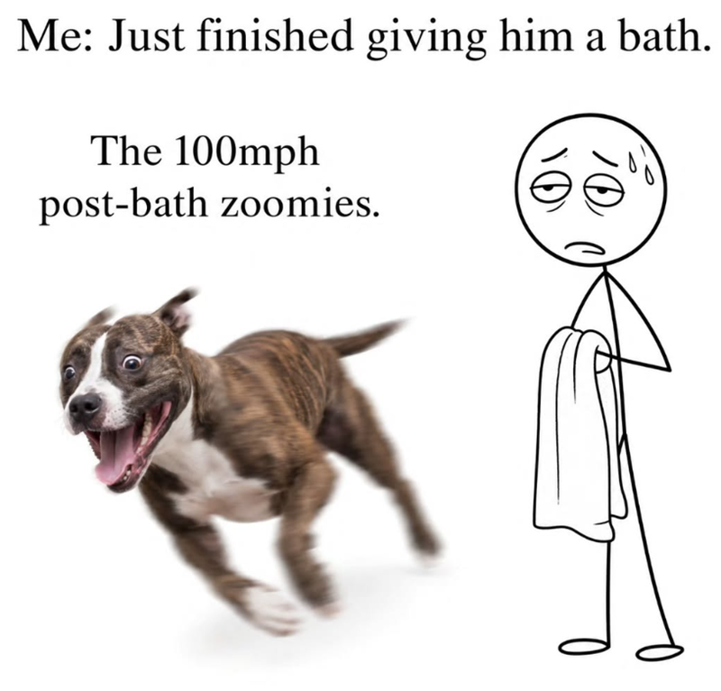 Me: Just finished giving him a bath. The 100mph post-bath zoomies. 10