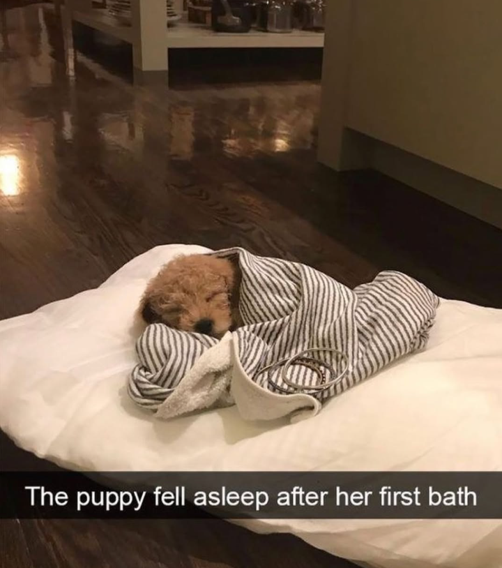 The puppy fell asleep after her first bath