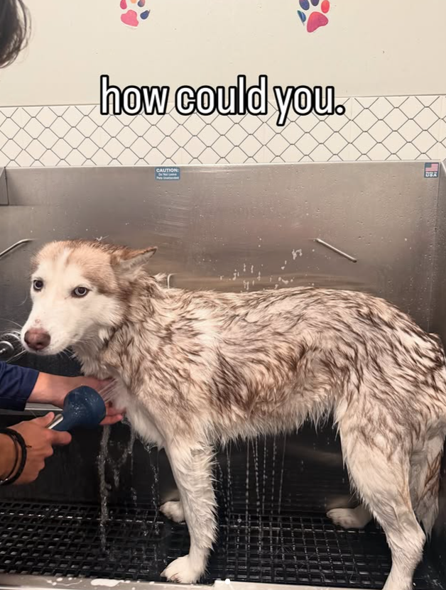 how could you. CAUTION: UBA