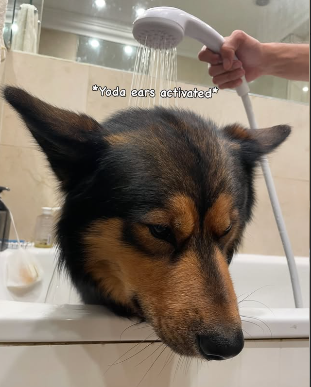 *Yoda ears activated*
