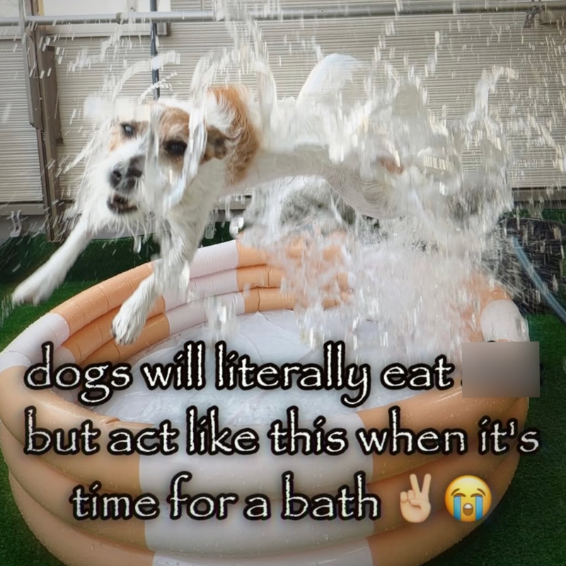 dogs will literally eat but act like this when it's time for a bath