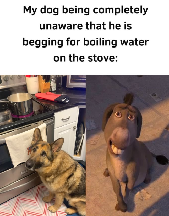 My dog being completely unaware that he is begging for boiling water on the stove: