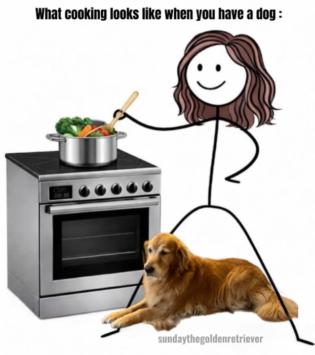 What cooking looks like when you have a dog : 10 31 sundaythegoldenretriever