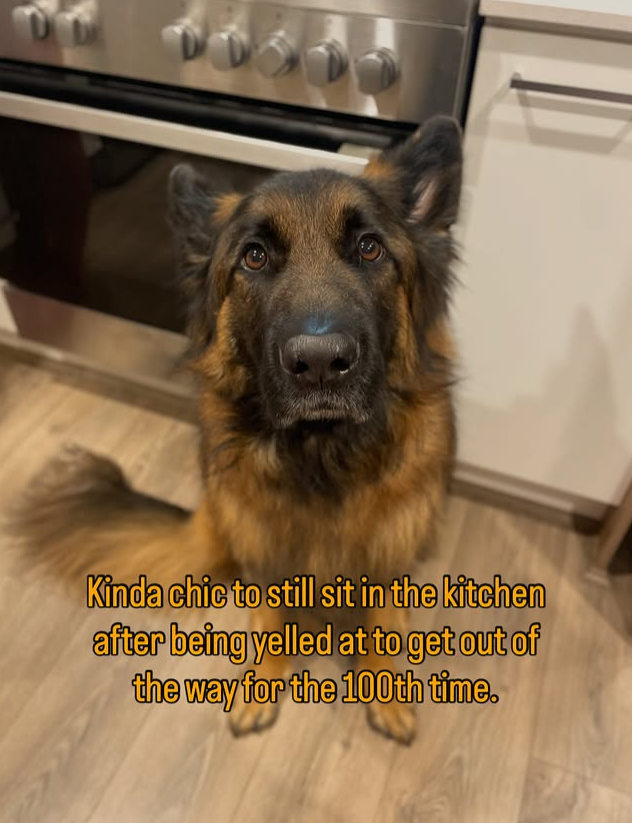 Kinda chic to still sit in the kitchen after being yelled at to get out of the way for the 100th time.