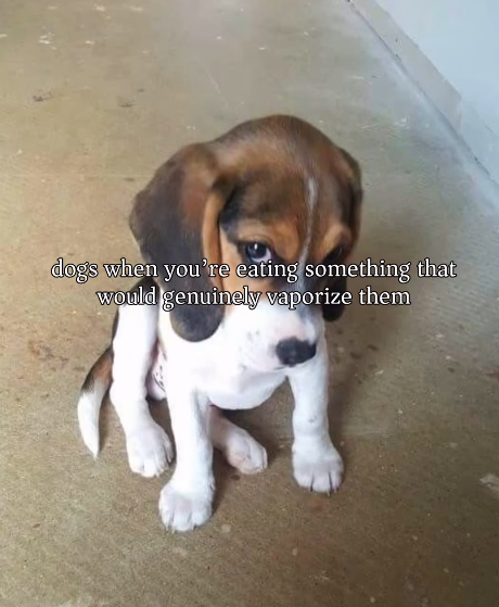 dogs when you're eating something that would genuinely vaporize them