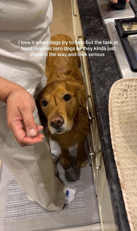 I love it when dogs try to help but the task at hand requires zero dogs so they kinda just stand in the way and look serious