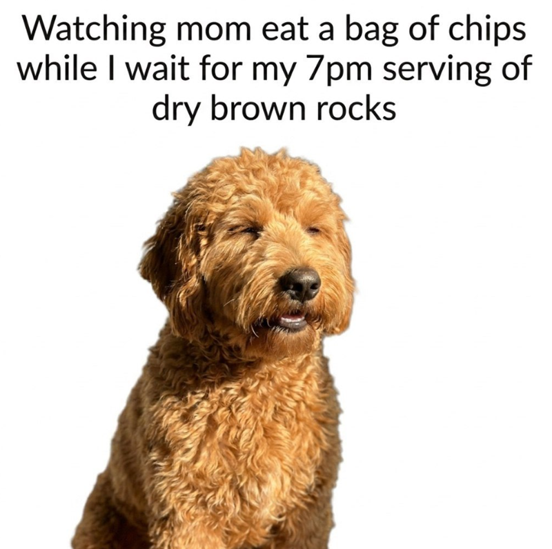 Watching mom eat a bag of chips while I wait for my 7pm serving of dry brown rocks