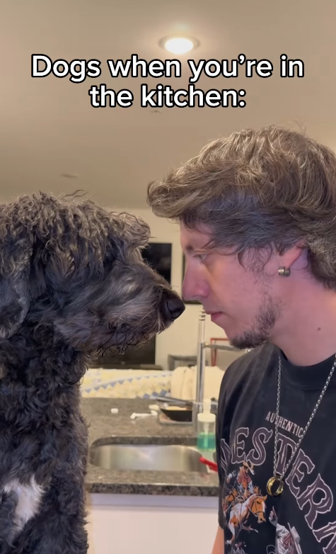 Dogs when you're in the kitchen: AUTHENTIC