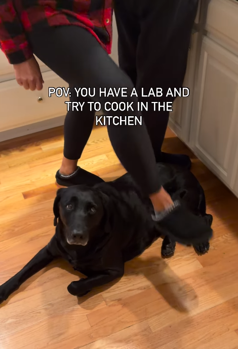 POV: YOU HAVE A LAB AND TRY TO COOK IN THE KITCHEN