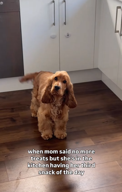 when mom said no more treats but she's in the kitchen having her third snack of the day