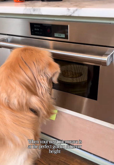 TOP OLF When your new microwave is at the perfect golden retriever height