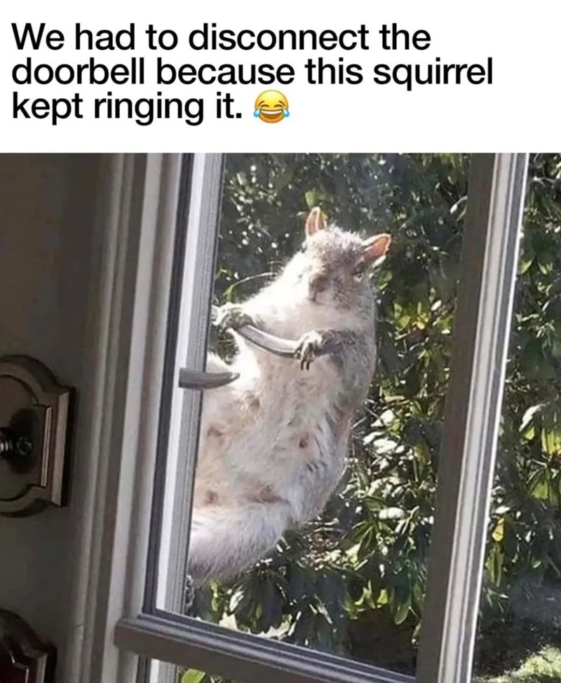 We had to disconnect the doorbell because this squirrel kept ringing it.