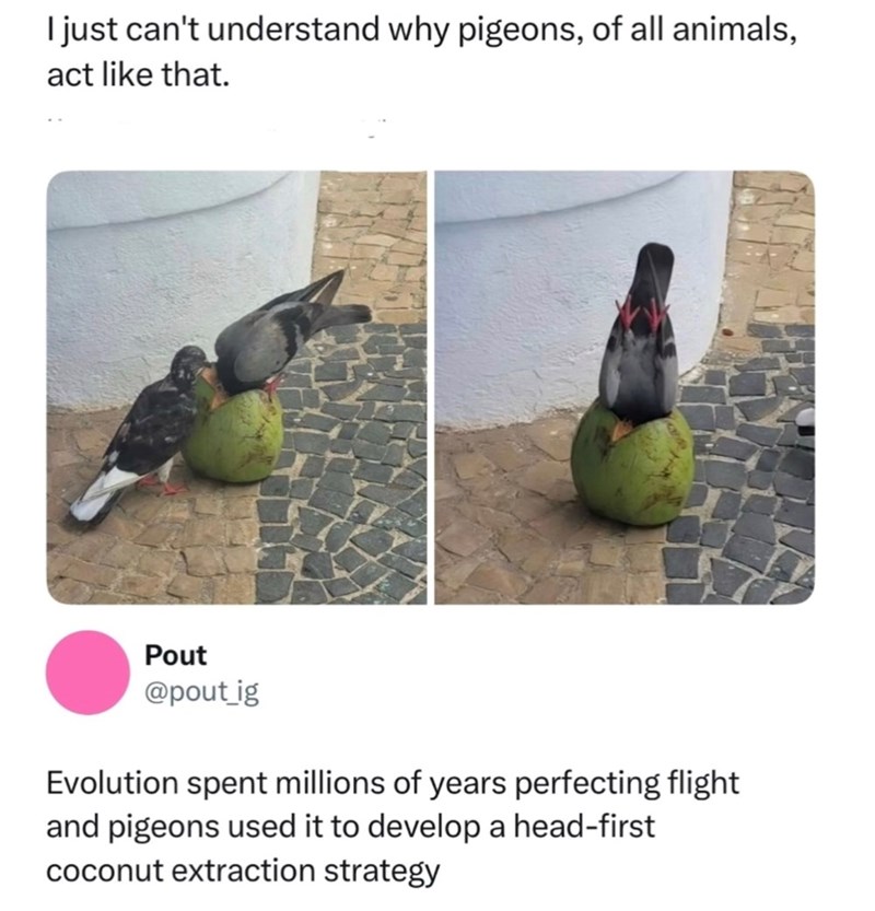 I just can't understand why pigeons, of all animals, act like that. Pout @pout_ig Evolution spent millions of years perfecting flight and pigeons used it to develop a head-first coconut extraction strategy