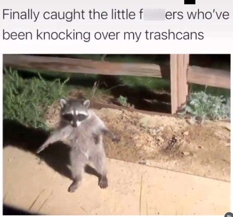 Finally caught the little f ers who've been knocking over my trashcans