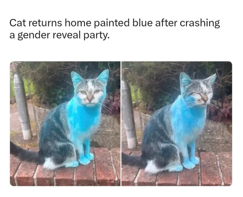 Cat returns home painted blue after crashing a gender reveal party.