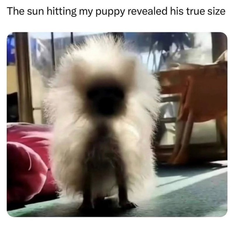 The sun hitting my puppy revealed his true size