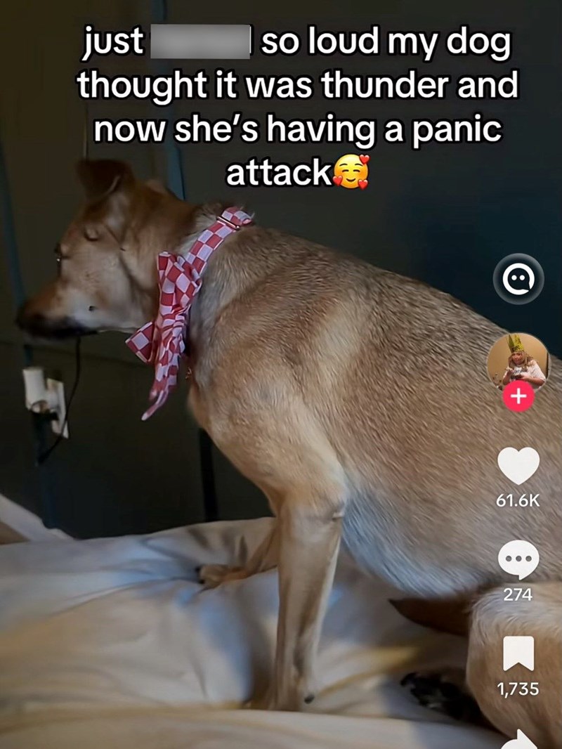 just so loud my dog thought it was thunder and now she's having a panic attack 61.6K 274 1,735