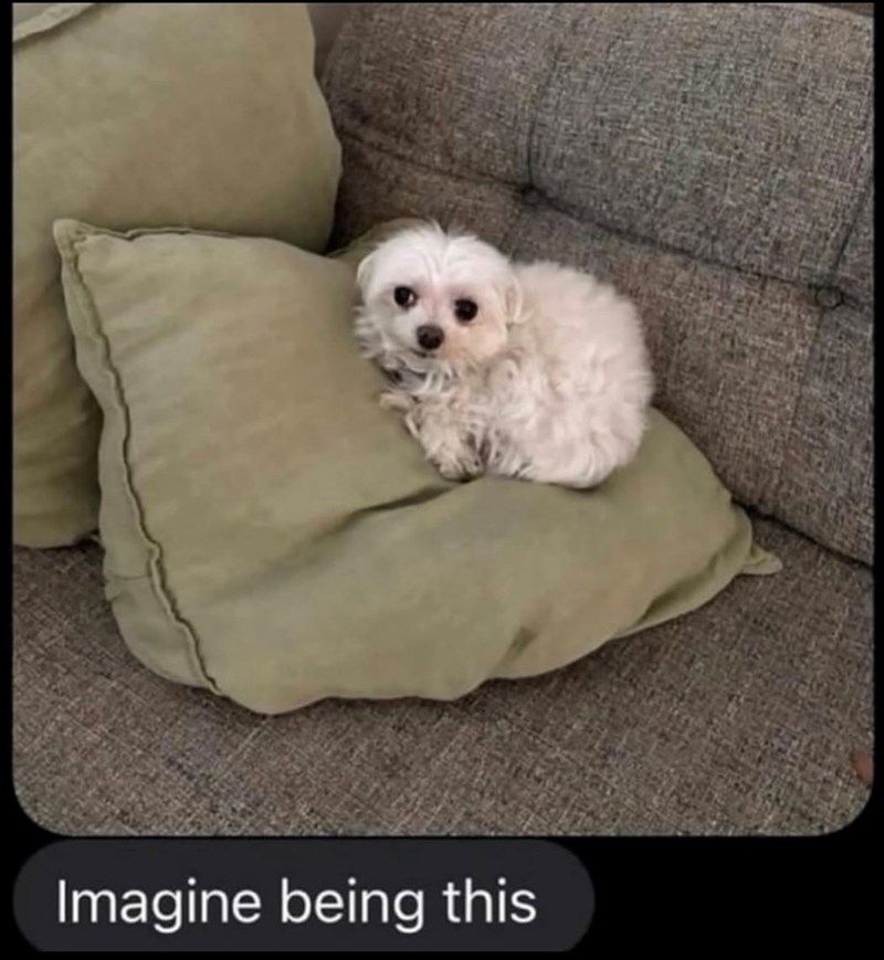 Imagine being this