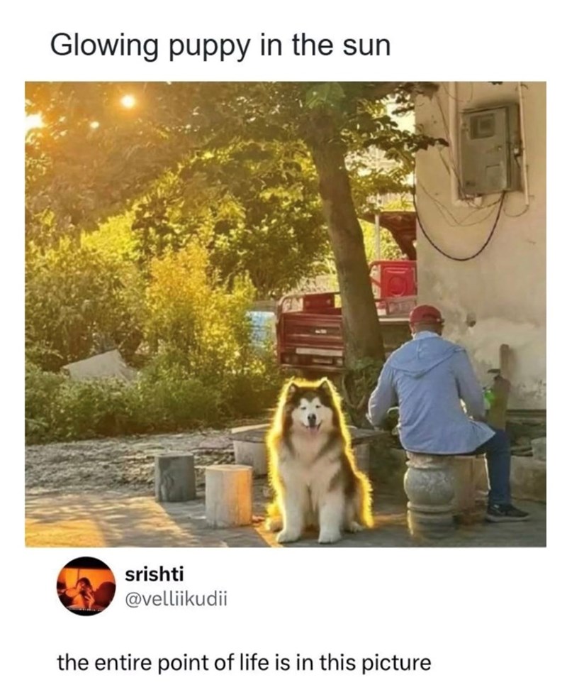 Glowing puppy in the sun srishti @velliikudii the entire point of life is in this picture