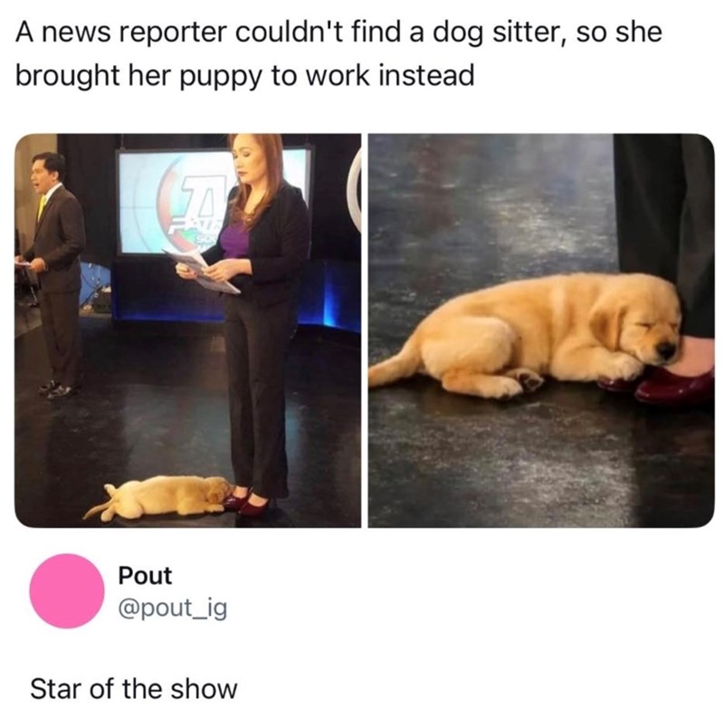 A news reporter couldn't find a dog sitter, so she brought her puppy to work instead FAT Pout @pout_ig Star of the show