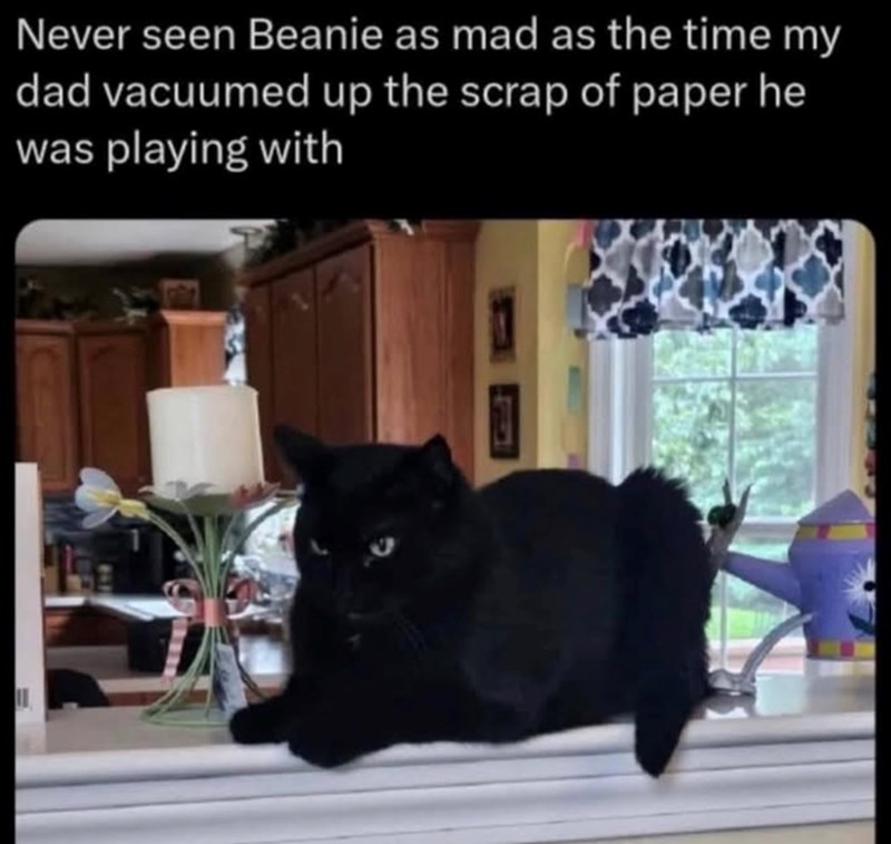 Never seen Beanie as mad as the time my dad vacuumed up the scrap of paper he was playing with