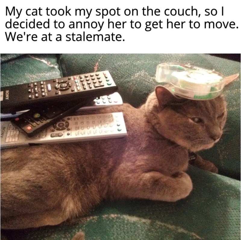 My cat took my spot on the couch, so I decided to annoy her to get her to move. We're at a stalemate.