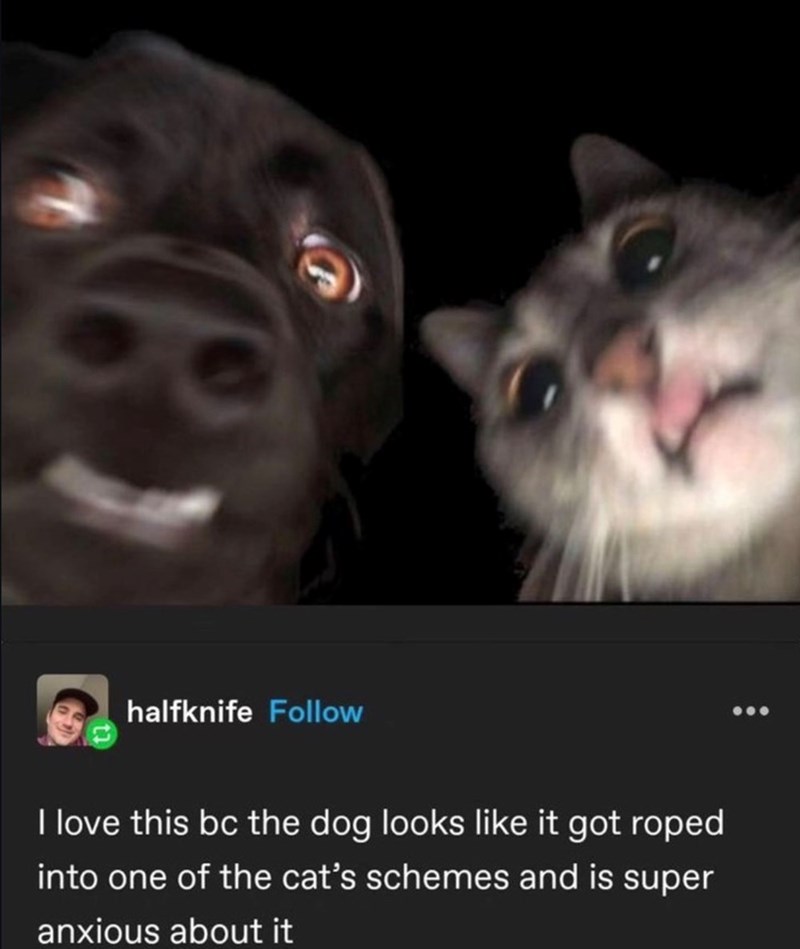 halfknife Follow I love this bc the dog looks like it got roped into one of the cat's schemes and is super anxious about it
