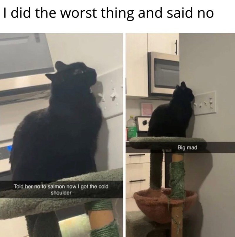 I did the worst thing and said no Told her no to salmon now I got the cold shoulder Big mad