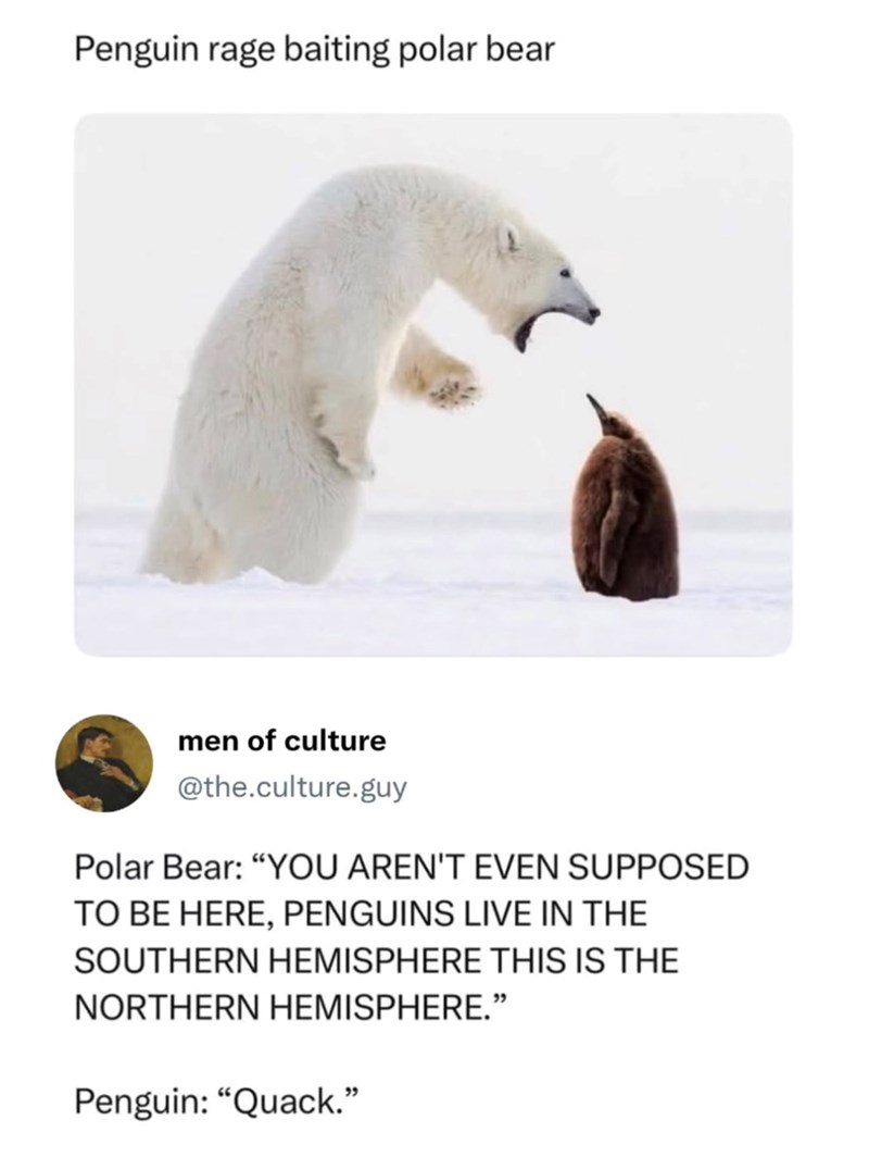 Penguin rage baiting polar bear men of culture @the.culture.guy Polar Bear: "YOU AREN'T EVEN SUPPOSED TO BE HERE, PENGUINS LIVE IN THE SOUTHERN HEMISPHERE THIS IS THE NORTHERN HEMISPHERE." Penguin: "Quack."