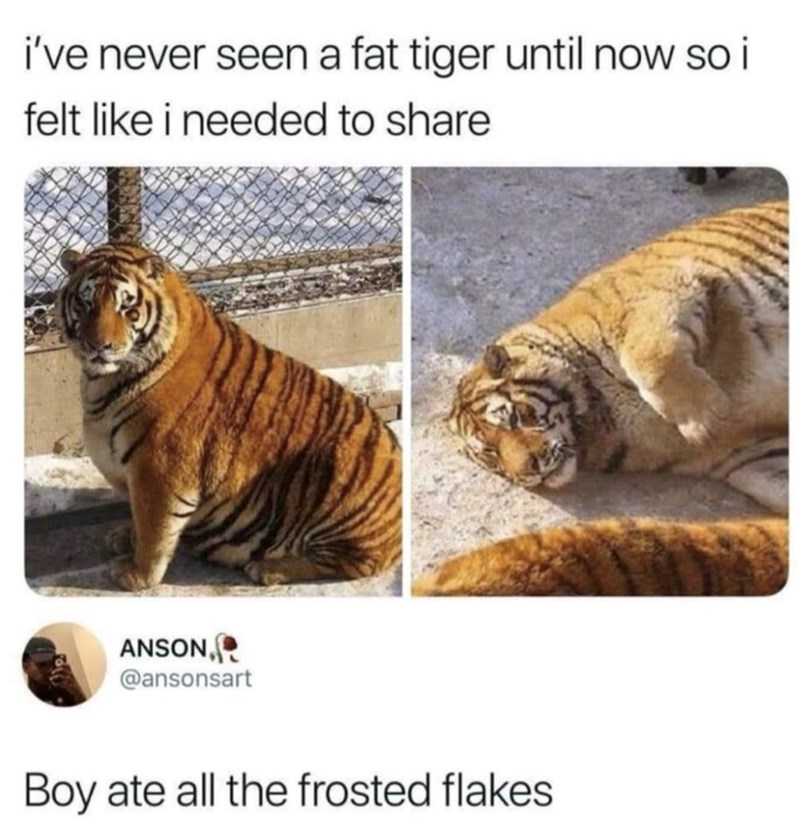 i've never seen a fat tiger until now so i felt like i needed to share ANSON, @ansonsart Boy ate all the frosted flakes