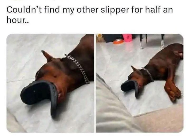 Couldn't find my other slipper for half an hour..