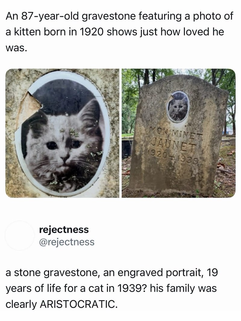 An 87-year-old gravestone featuring a photo of a kitten born in 1920 shows just how loved he was. MON MINET JAUNET 1920-19392 rejectness @rejectness a stone gravestone, an engraved portrait, 19 years of life for a cat in 1939? his family was clearly ARISTOCRATIC.