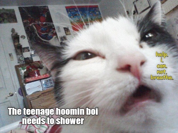 The teenage hoomin boi needs to shower help. 8. can not. breathe.
