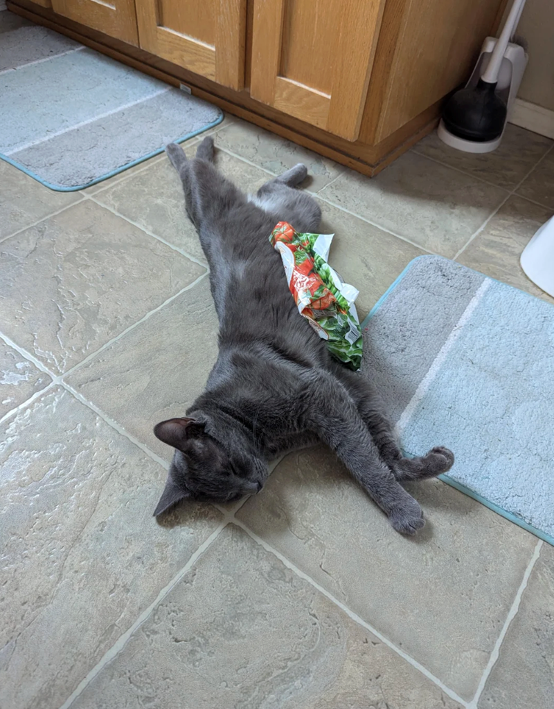 Cheezburger Image 10657137920