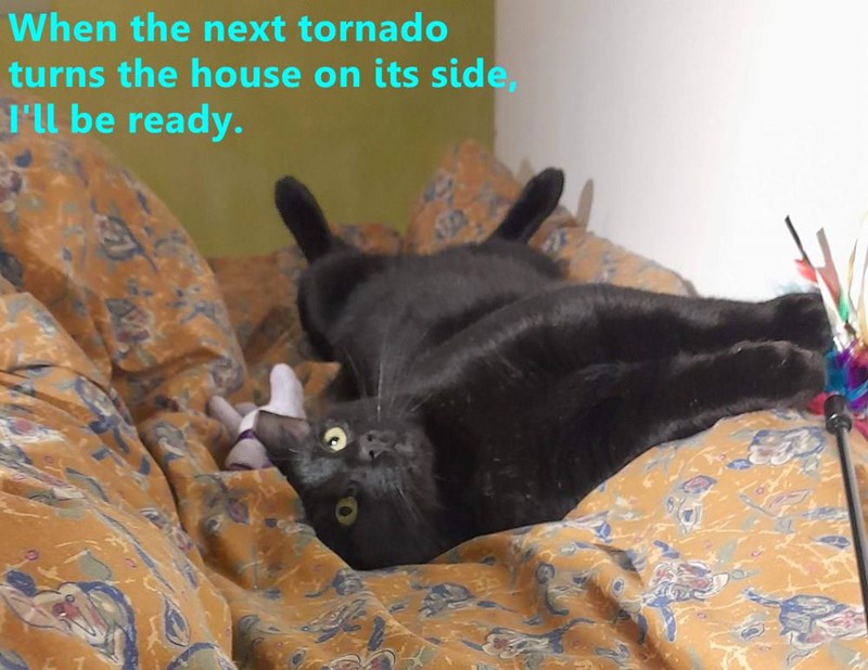 When the next tornado turns the house on its side, I'll be ready.