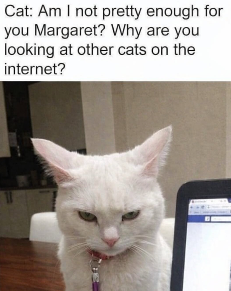 Cat: Am I not pretty enough for you Margaret? Why are you looking at other cats on the internet? 11