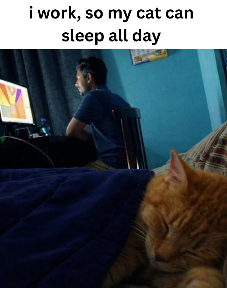 i work, so my cat can sleep all day