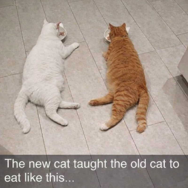 A The new cat taught the old cat to eat like this...