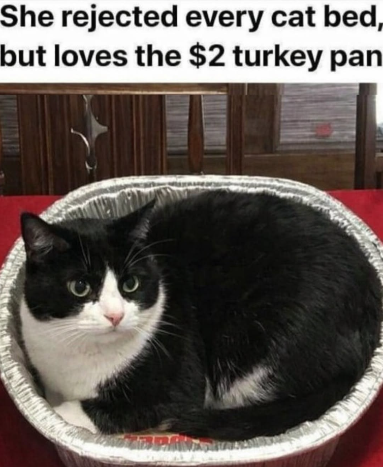 She rejected every cat bed, but loves the $2 turkey pan