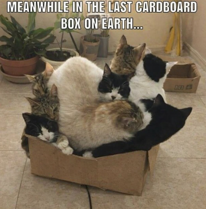 MEANWHILE IN THE LAST CARDBOARD BOX ON EARTH... BET