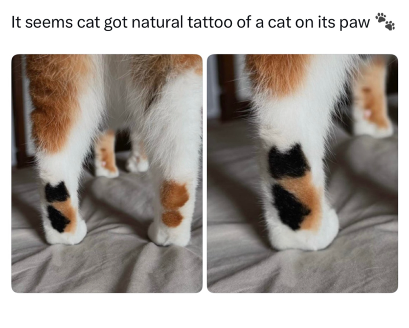 It seems cat got natural tattoo of a cat on its paw