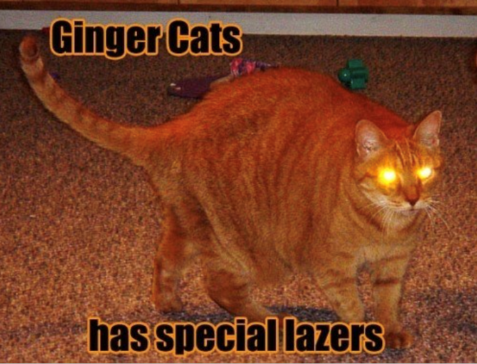 Ginger Cats has special lazers