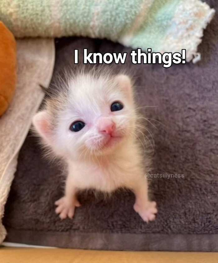 I know things! @catsillyness